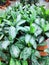 White Green Leaves of Aglaonema Plants as Texture Background