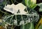 White and green leaves of Alocasia Frydek variegated plant