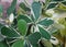 White and green leaves of Balsam Apple Clusia Rosea variegated form