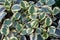 White and green leaves of Oval-Leaf Peperomia Variegata, a tropical plant