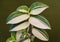 White and green leaves of Variegated Wandering Jew plant