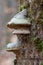 White/green mushrooms growing on a tree