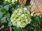 White green shade flowers bunch at munnar hill station