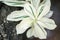 White green spiral Costus speciosus variegatus plant