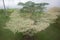 The White Green Terminalia ivorensis Chev Leaf in The Field