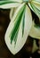 A white and green variegated leaf of Spiralflag `Costus Arabicus` plant