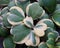 The white and green variegated leaves of Hoya Kerrii