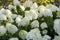 White and green velvet hydrangea