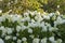 White and green velvet hydrangea