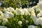 White and green velvet hydrangea