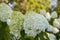 White and green velvet hydrangea