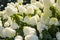White and green velvet hydrangea