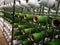 White and green yarns in racks for artificial grass weaving.