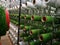 White and green yarns in racks for artificial grass weaving machines.