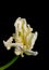 White green yellow veined bright open parrot tulip blossom