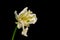 White green yellow veined bright open parrot tulip blossom portrait with stem color macro