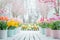 White Greenhouse Backdrop with Symmetrical Pastel Buckets and Blooming Tulips and Daffodils.