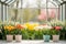 White Greenhouse Backdrop with Symmetrical Pastel Buckets and Blooming Tulips and Daffodils.