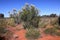 White Grevillea and spinifex