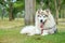 White grey Alaskan malamute dog lying on green grass with soft focus background of forest