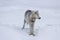 White and grey arctic wolf standing in the snow