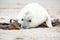 White grey baby seal looks inquisitively with big