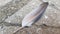 White and grey-beige pigeon feather closeup