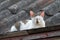 White and Grey Cat hides on The Roof