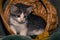 White and grey cute kitten in a basket