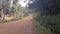 White and grey fluffy dog walking on a scenic dirt road