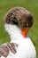 White and grey goose portrait cleaning the feathers with the orange beak, isolated on green grass background out of focus
