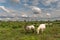 A white and grey horse in BriÃ¨re Regional Natural Park