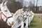 White and grey horse heads portrait in row by the fence in the horse farm.