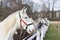 White and grey horse heads portrait in row by the fence in the horse farm.