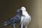 White and grey pigeon, Daudpur