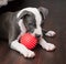 White and Grey Pitbull laying down with toy