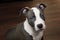 White and Grey Pitbull sitting on brown floor