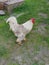 White and grey rooster in the backyard