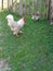 White and grey rooster following chicken