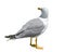 White and grey seagull