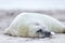 White grey seal baby