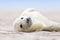 White grey seal baby