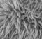 White grey soft hairy animal fur retro macro closeup texture background