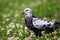 White grey spotted pigeon Columba walking in clover field with green grass