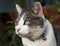 White and Grey Tabby Cat Close-up Guarding her Home