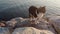 White and Grey Tabby Cat On The Rock