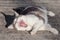 White and Grey Tabby Cat Rolling on Concrete and Yawning
