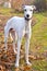 White greyhound