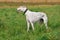 White greyhound