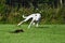 White greyhound chasing a lure